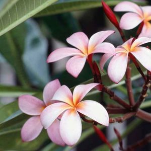 Meet your Posher, Joanne